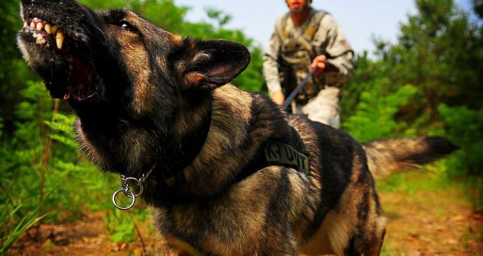 war-dog-wallpaper-preview