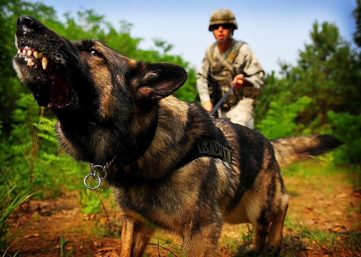 war-dog-wallpaper-preview
